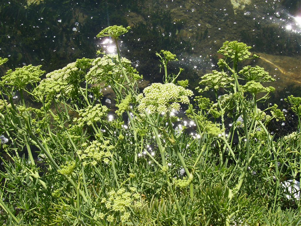 Crithmum maritimum